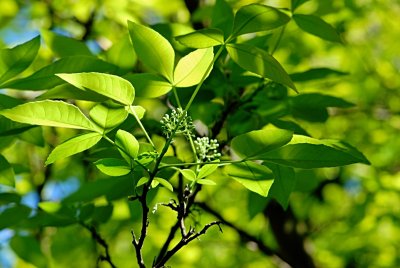 Ptelea trifoliata 'Aurea' - křídlatec trojlistý - listy a poupata